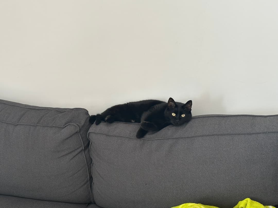 Mačka Muca Elune išče nov dom