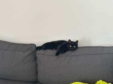 Muca Elune išče nov dom