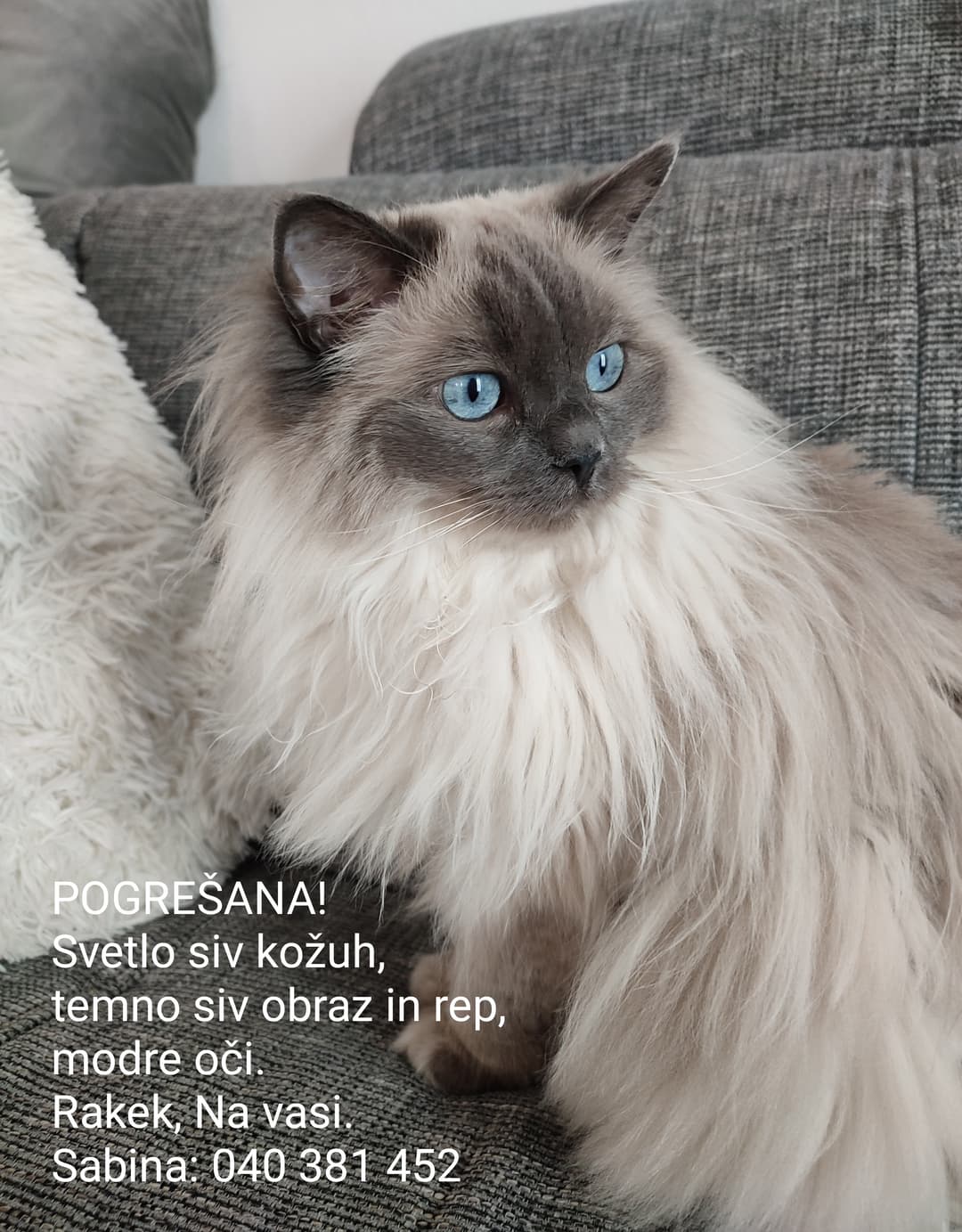 Mačka Pogrešana muca Mia