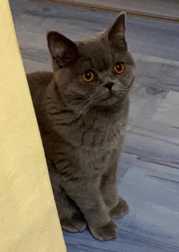 Mačka Pogrešana mucka Freya