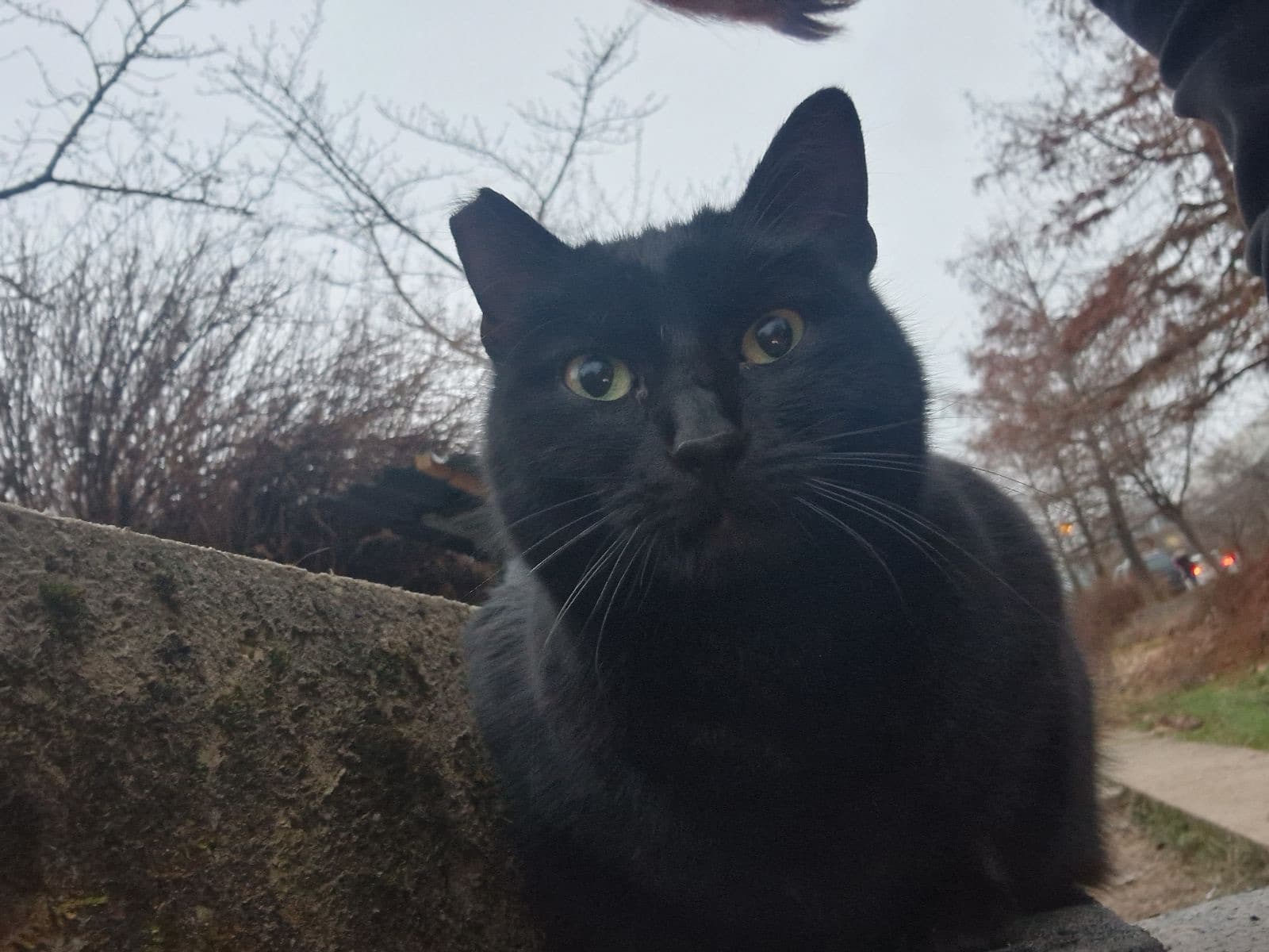 Mucki Beti in Meri iščeta nov dom