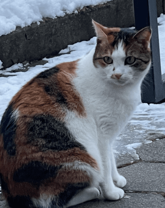 Mačka Pogrešana mucka Lucy Aurora