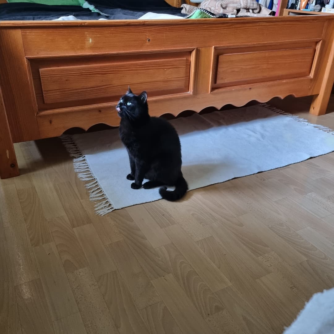 Mačka Izgubil se je muc Mucolini