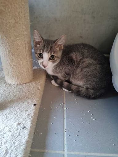 Katko