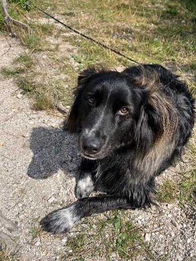 Kuža Kingsley