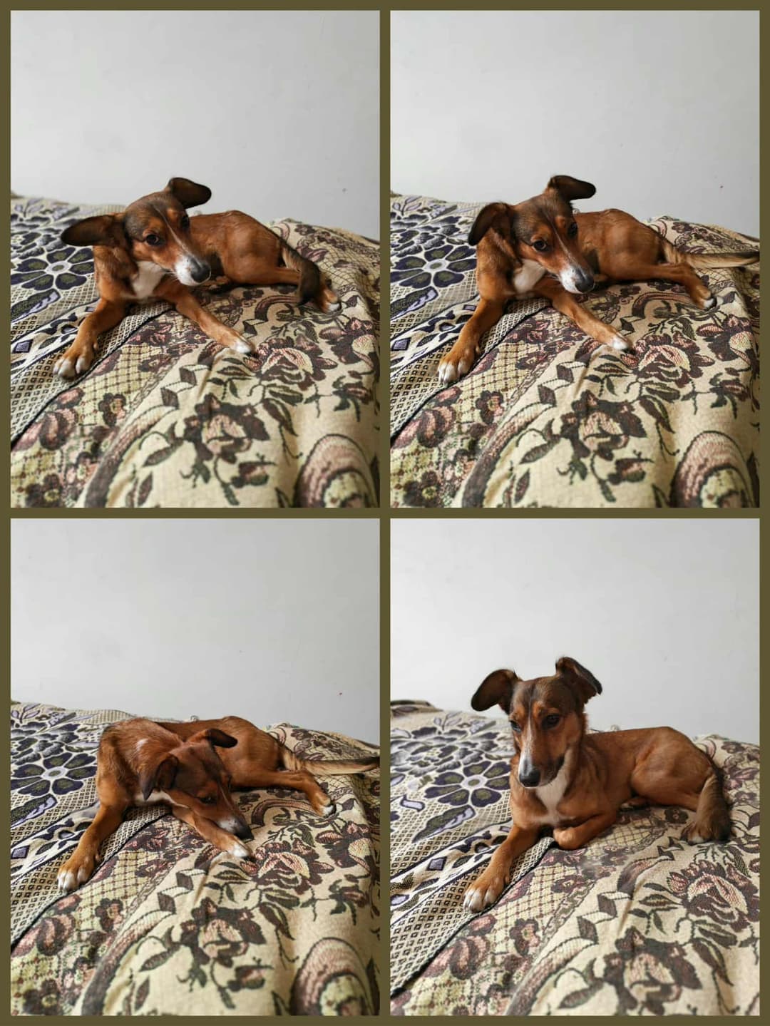 Pes Psička Lisa išče nov dom