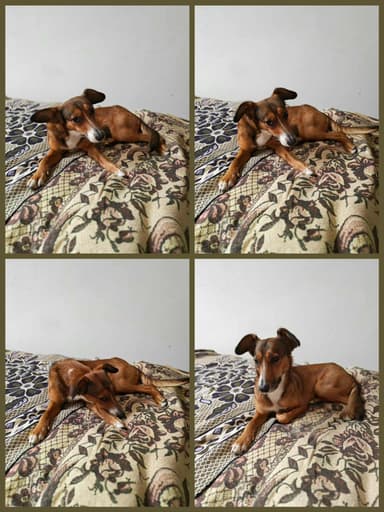 Psička Lisa išče nov dom