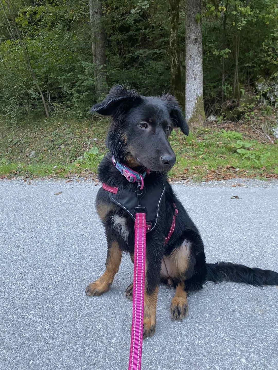 Pes Kužika Loli išče ljubeč dom