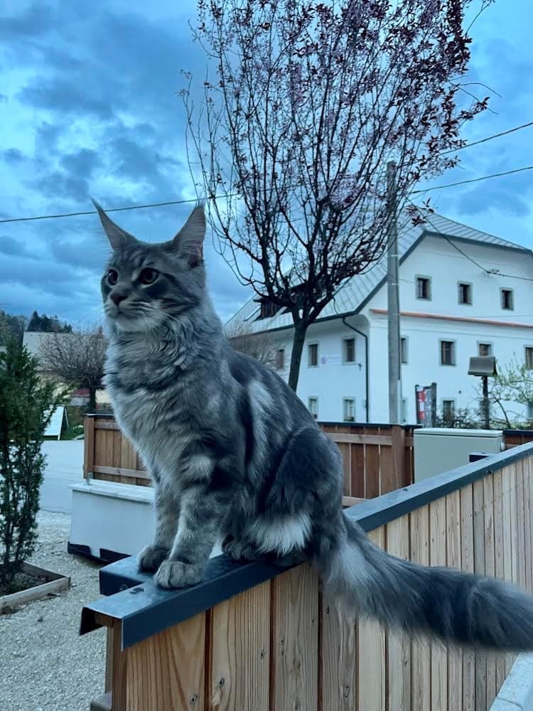 Mačka Pogrešan main coon