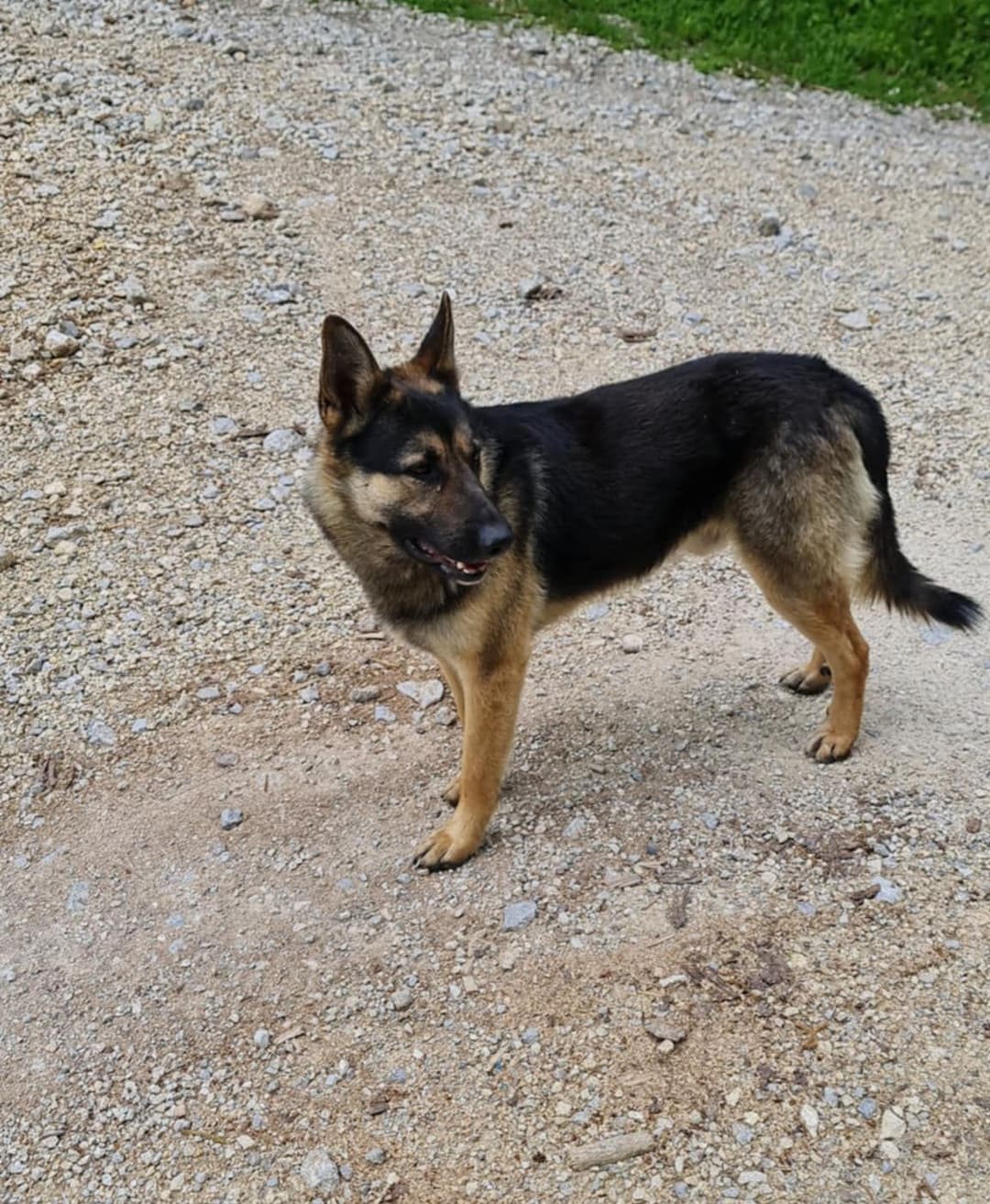 Pes Medo išče nov dom