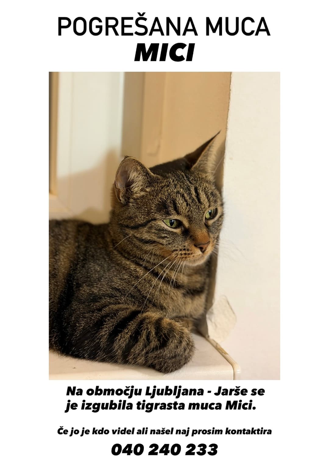 Mačka Izgubljena muca Mici