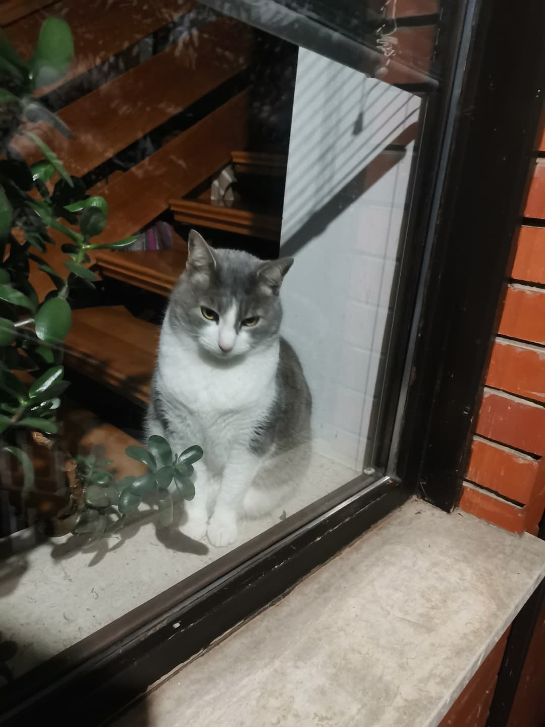 Mačka Izgubljena mucka Mici