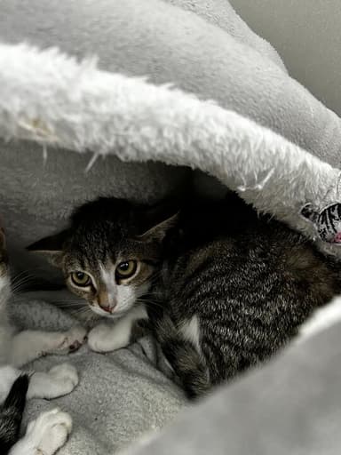 Mika