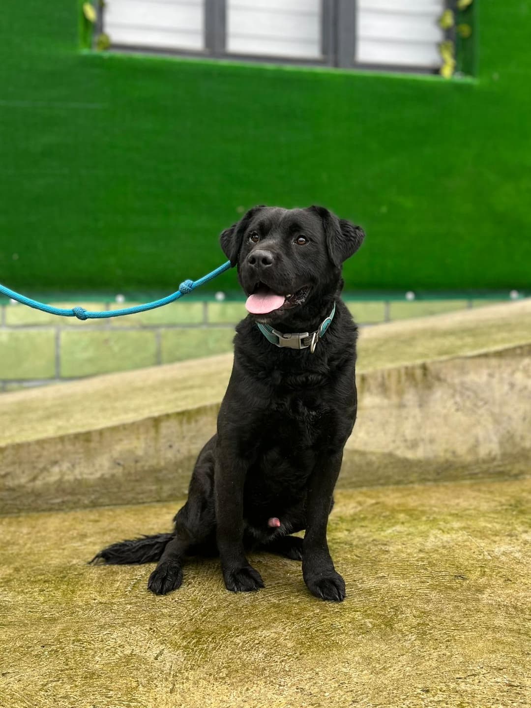 Pes Kuža Miki išče nov dom