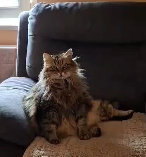 Mačka Oddamo mucko Miško