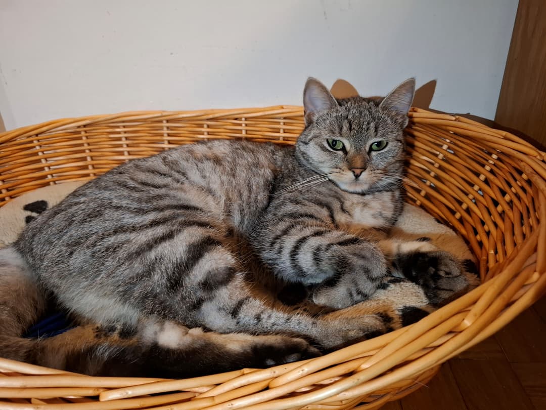 Mačka Muca Missy išče nov domek