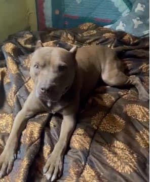 Pes Pitbull Mrga išče nov dom