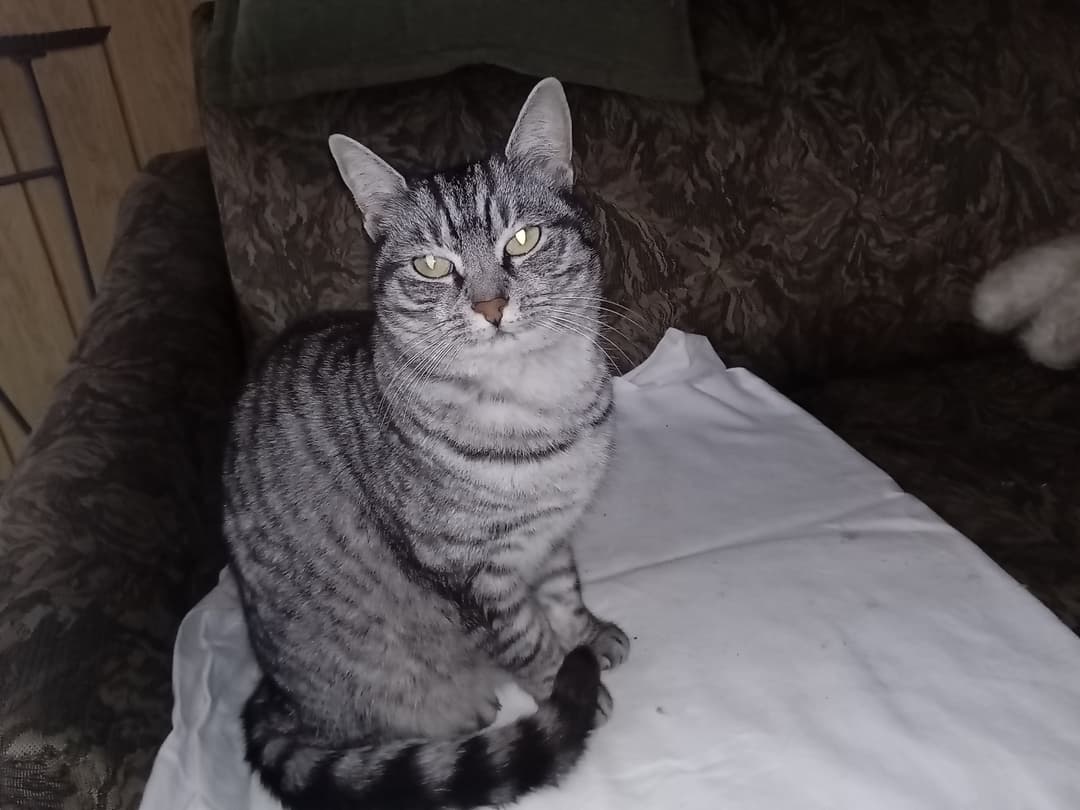 Mačka Mucka Pika išče nov dom