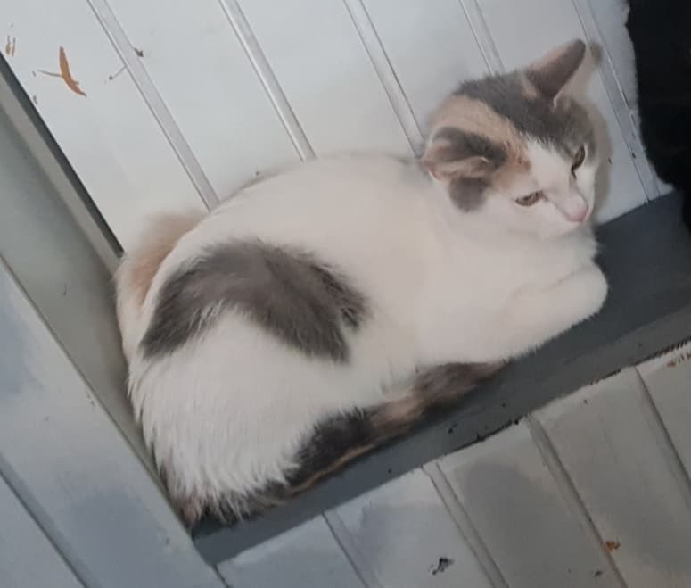 Mačka Pogrešana je muca Nixie