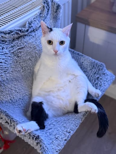 ODDAMO PRIKUPNEGA MAČJEGA GOSPODARJA