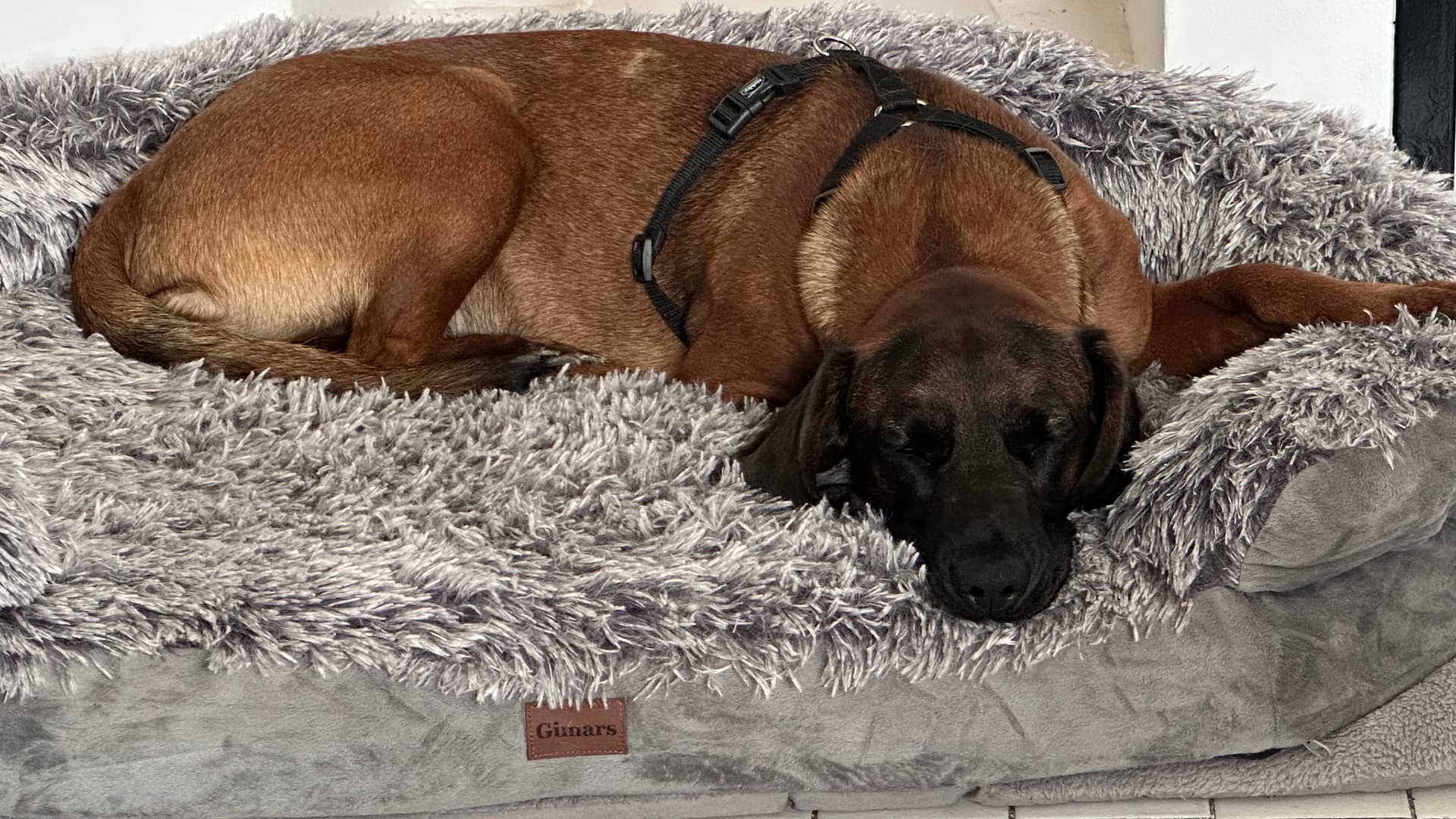 Kuža Bobi išče nov dom