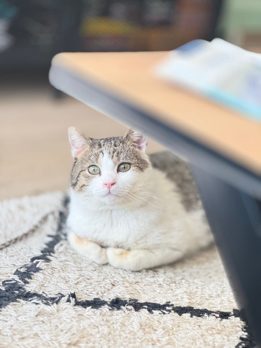 Mačka Muc Oni išče nov dom