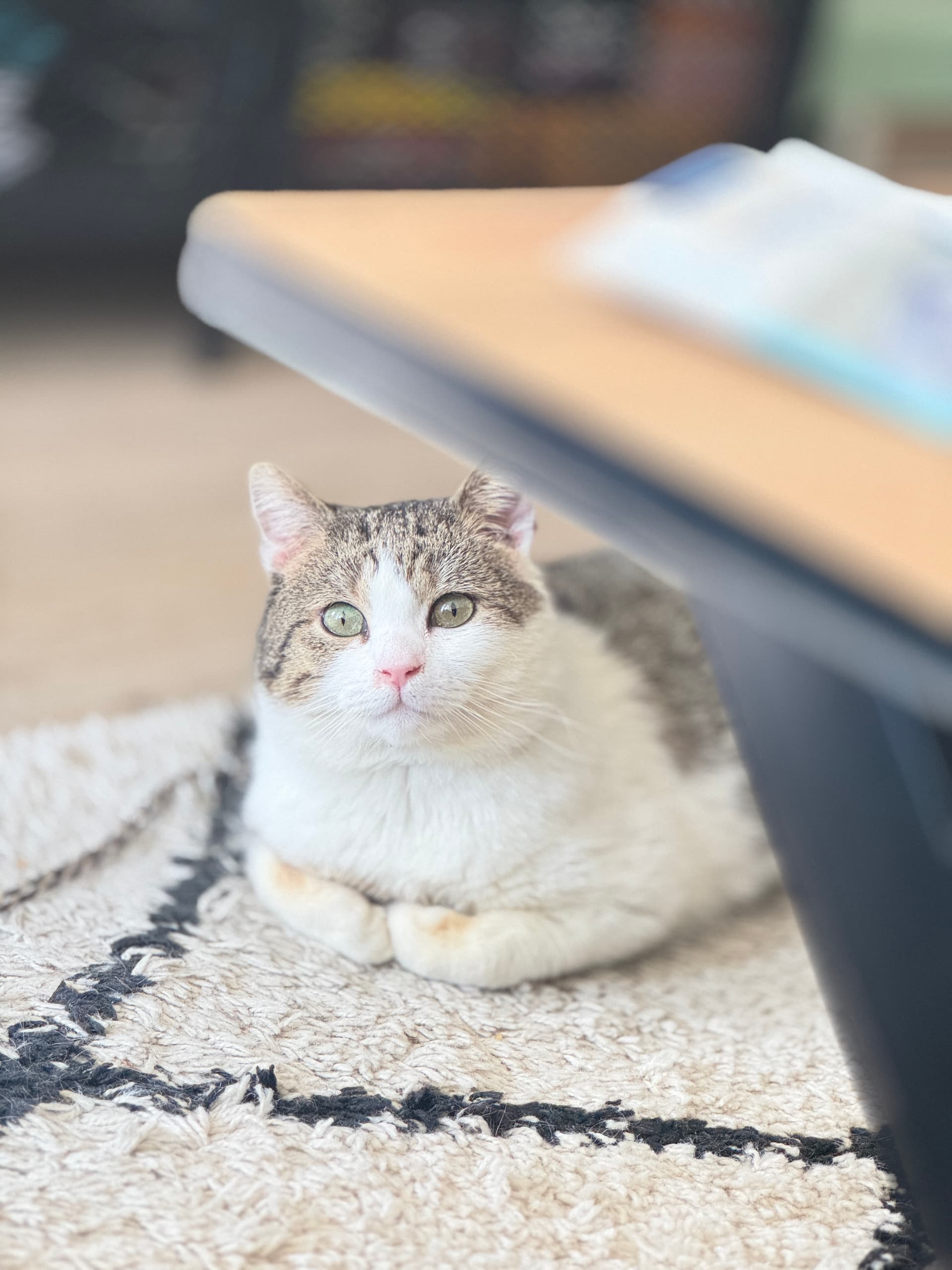 Muc Oni išče nov dom