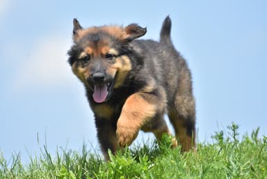 Pasco