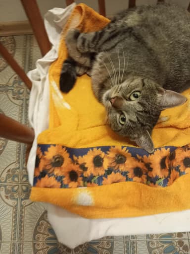 Pogrešan muc levček