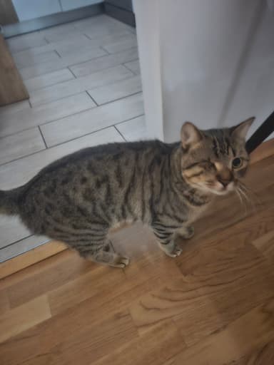 Oddamo mucka Archerja