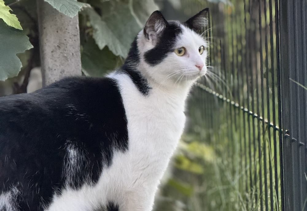 Mačka Pogrešana mucka Atena