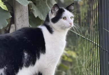 Pogrešana mucka Atena