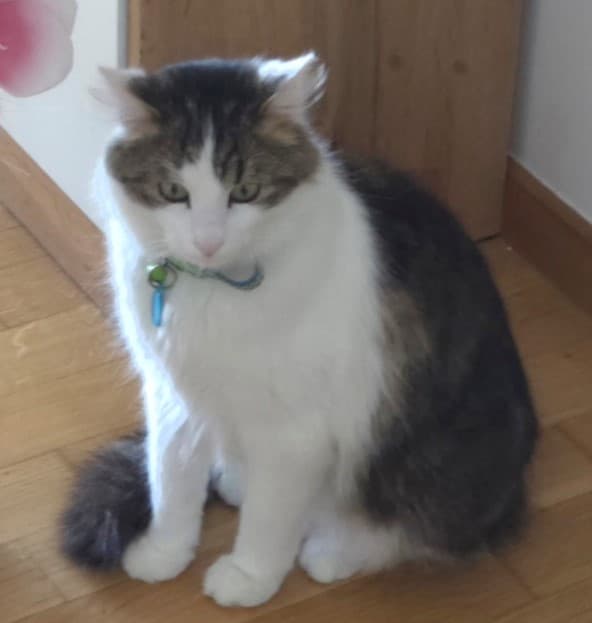 Mačka Oddajamo mucka novim lastnikom