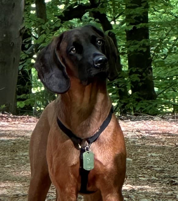 Kuža Bobi išče nov dom