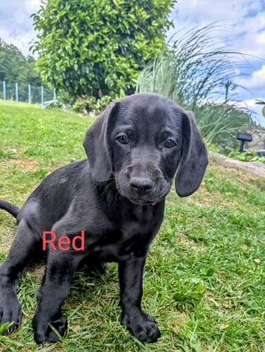 Red išče nov dom