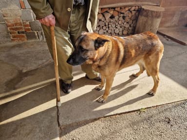 Kuža Roni išče nov dom