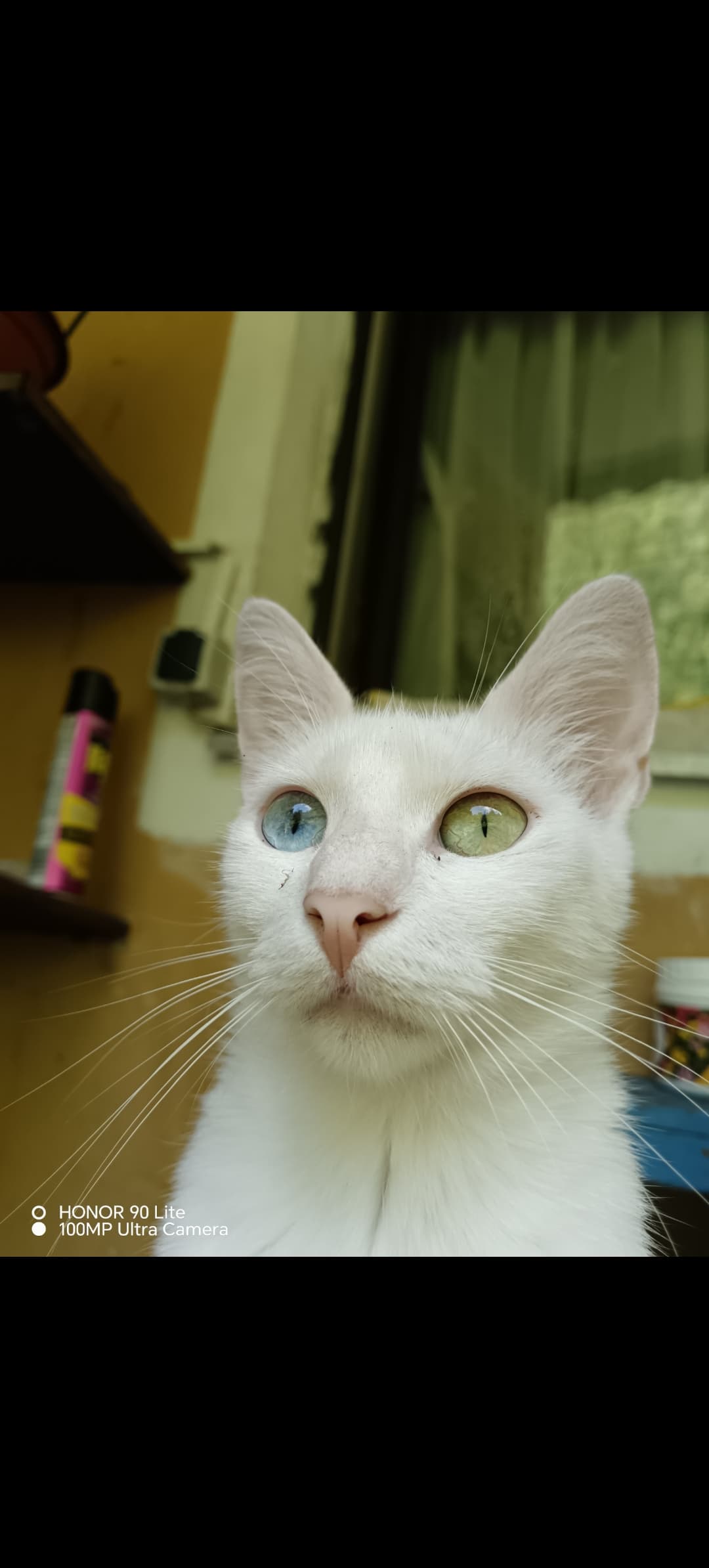 Mačka Izgubila se je mucka Cofka