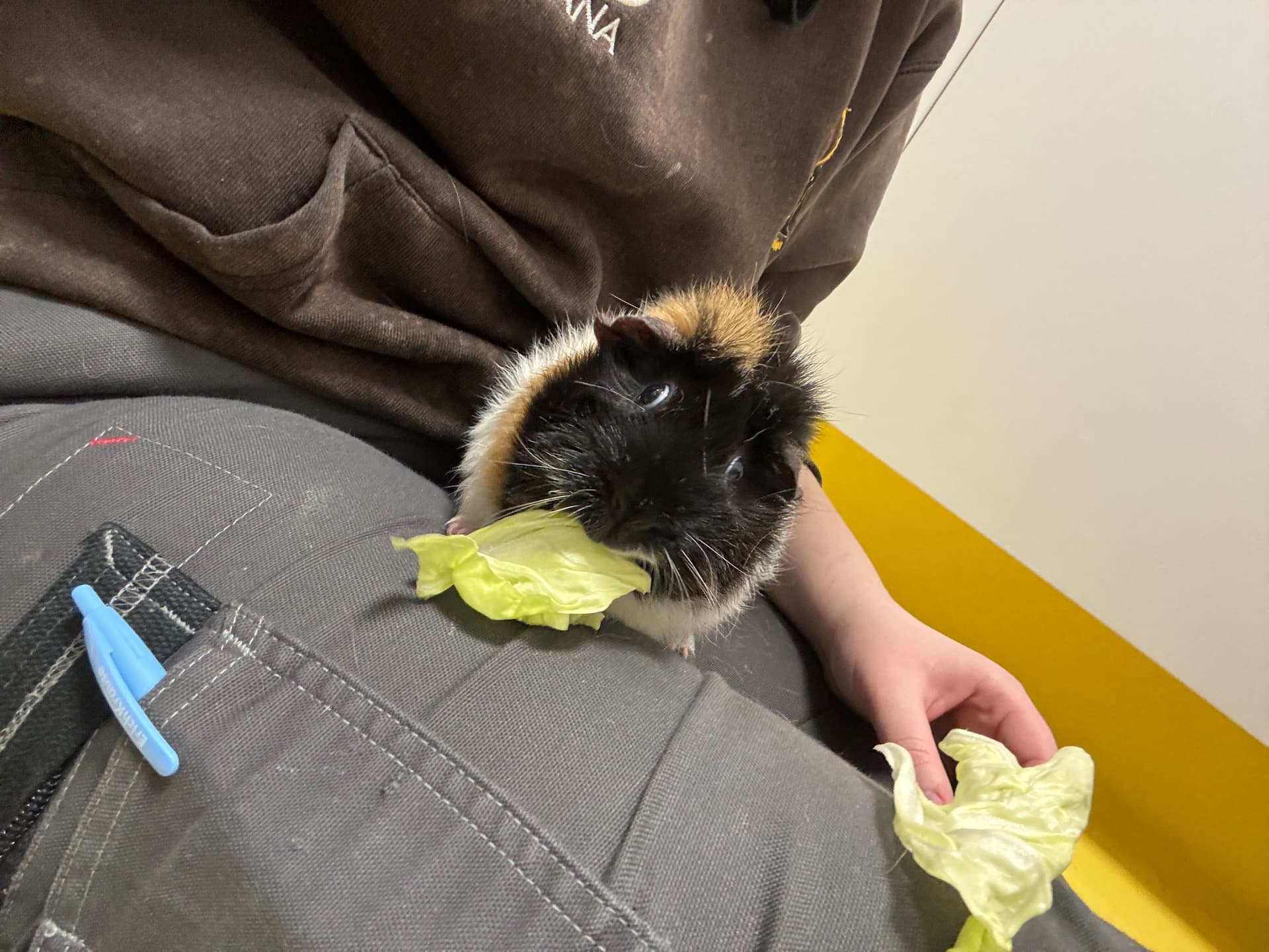 Miss Pepi ostali samica