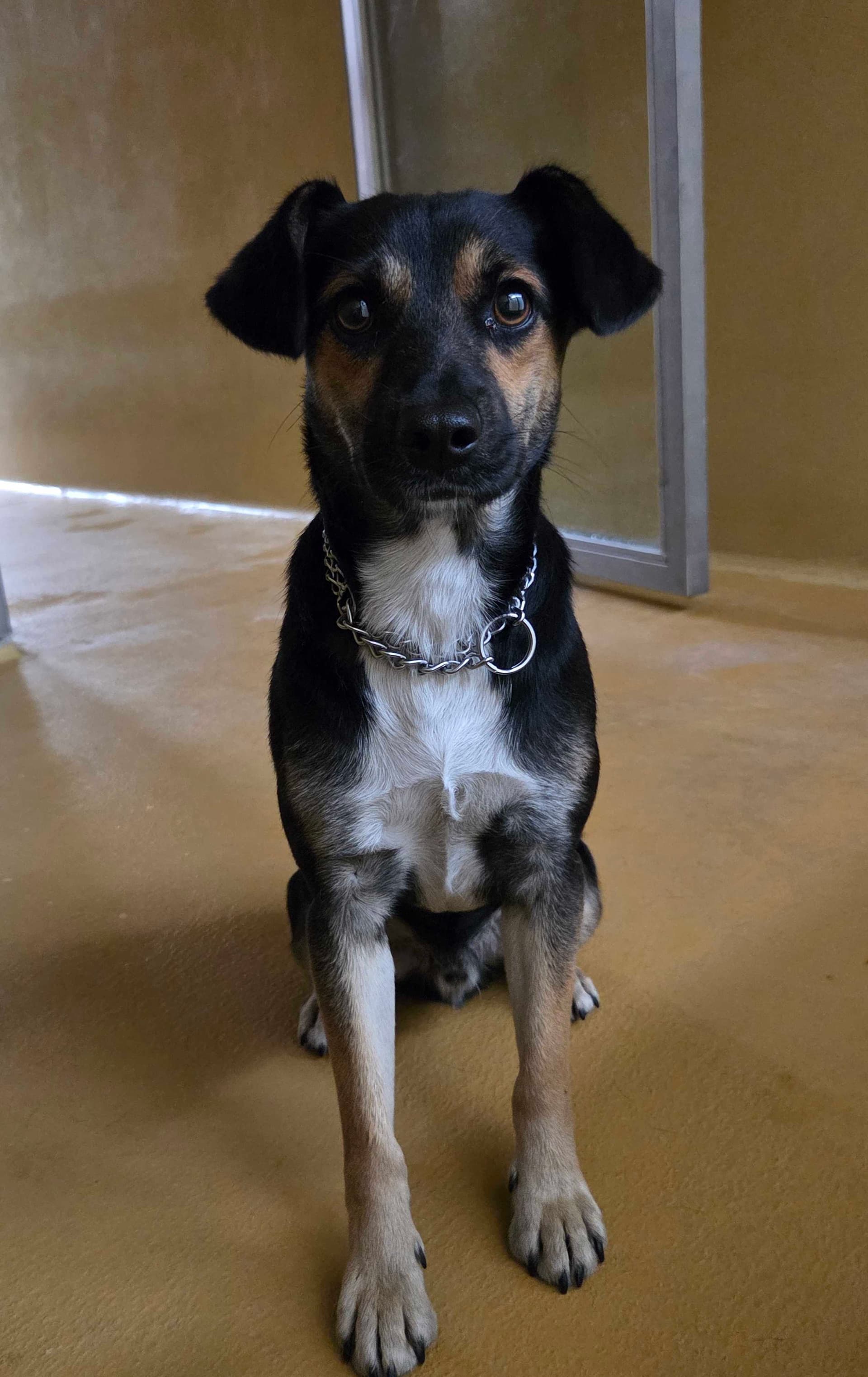 Balu