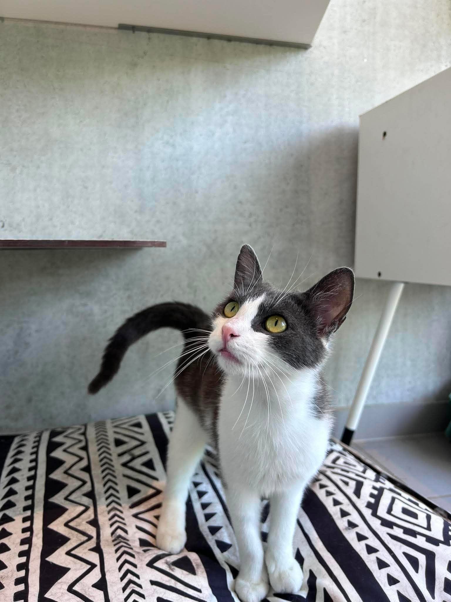 Mojca