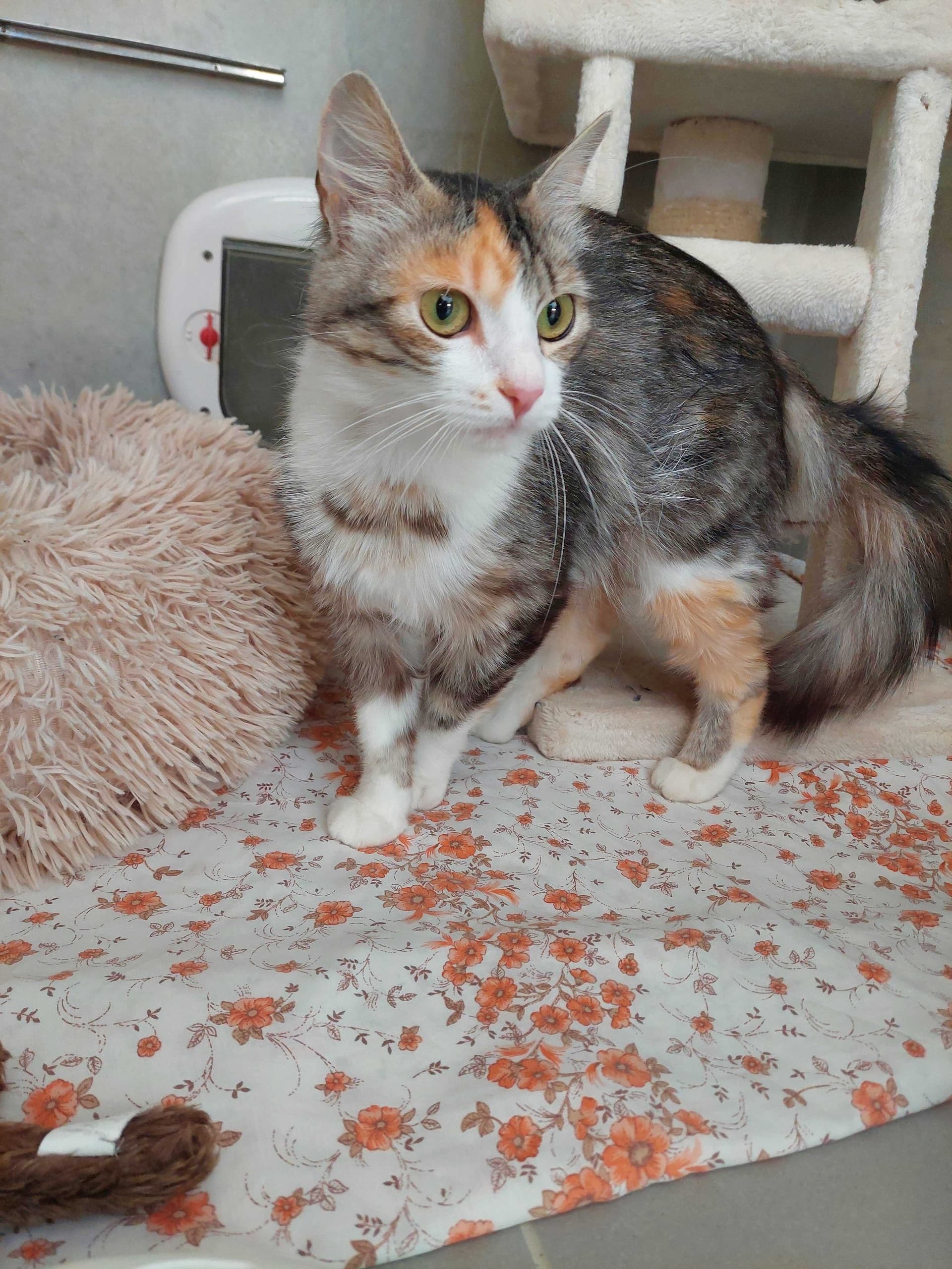 Bella
