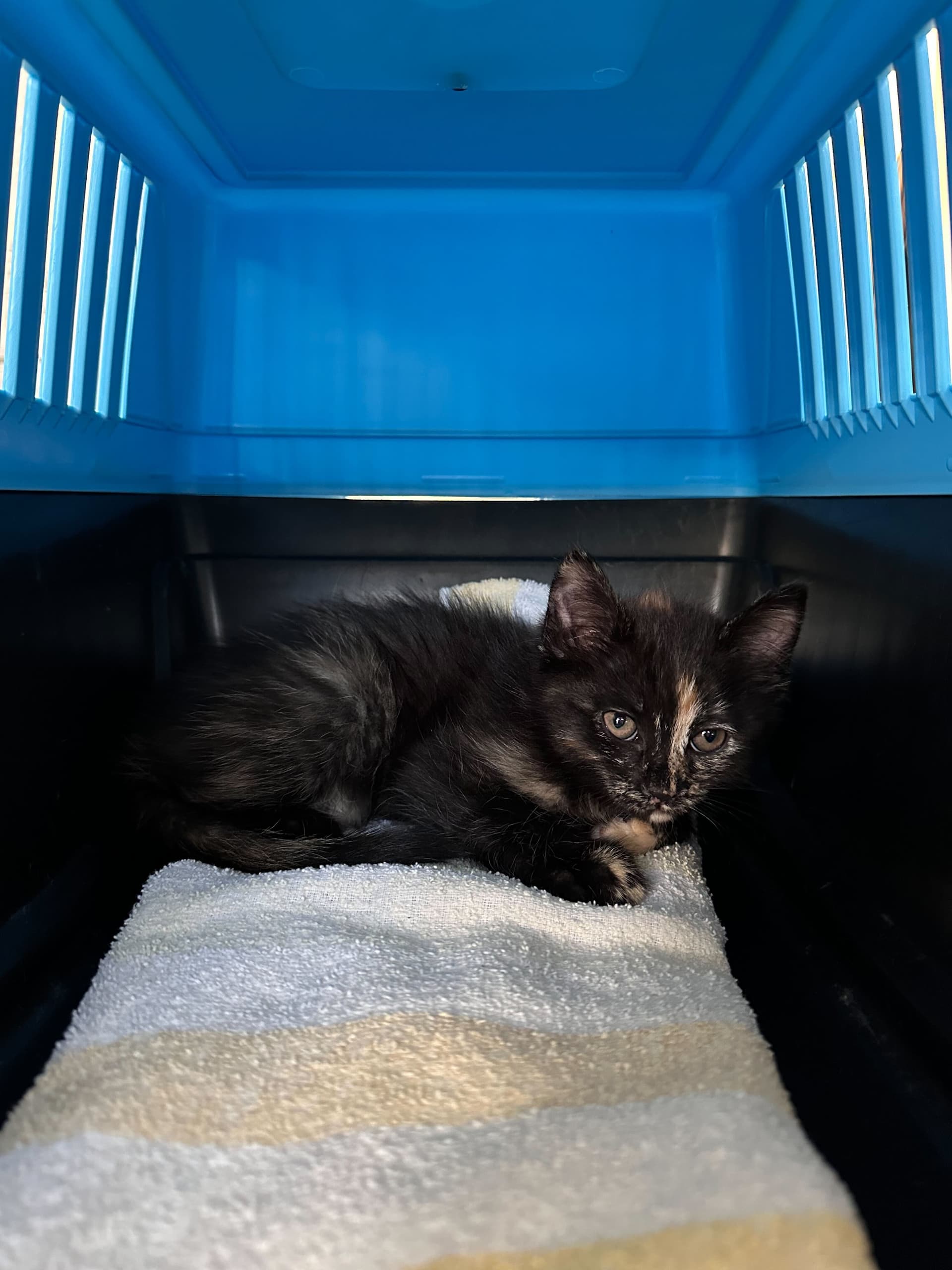 Frida