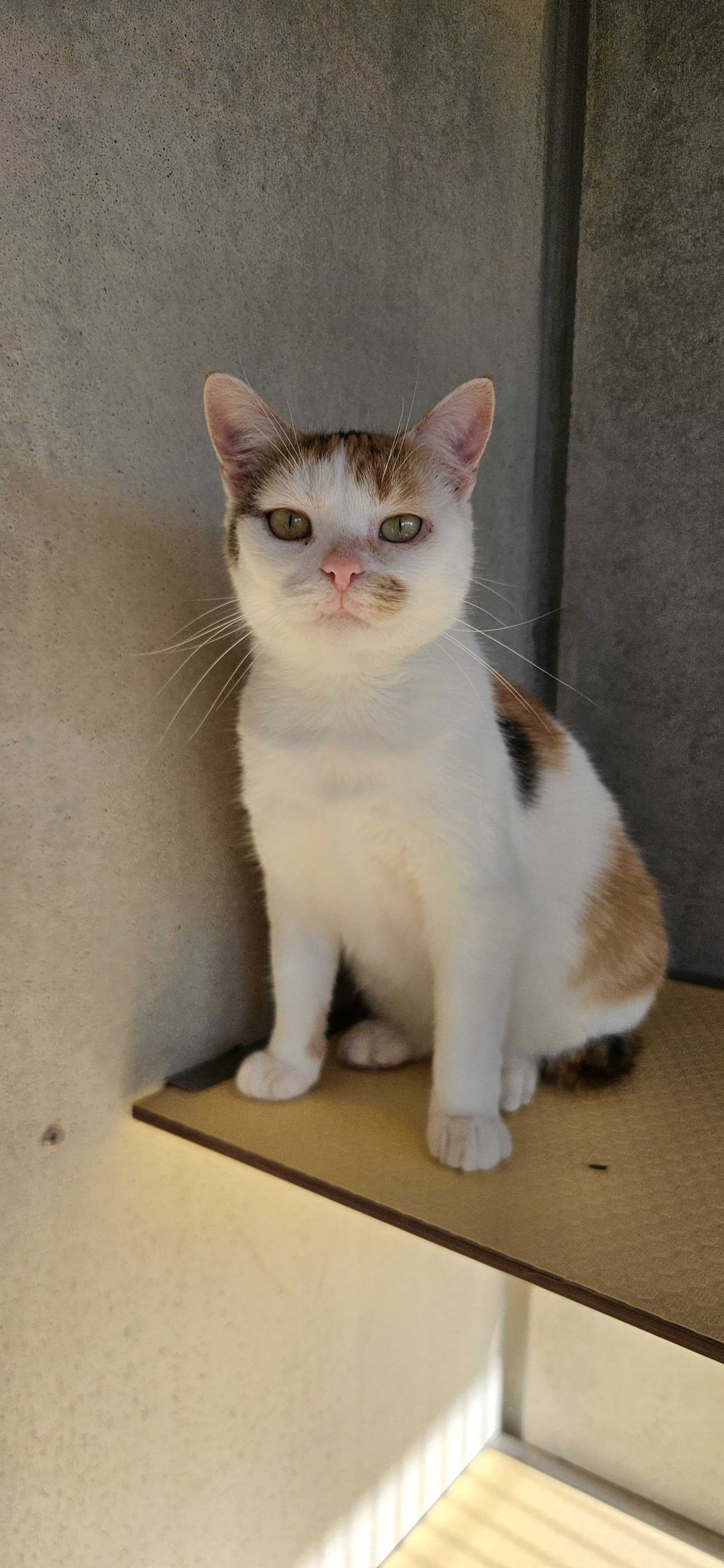 Marjana macka samica