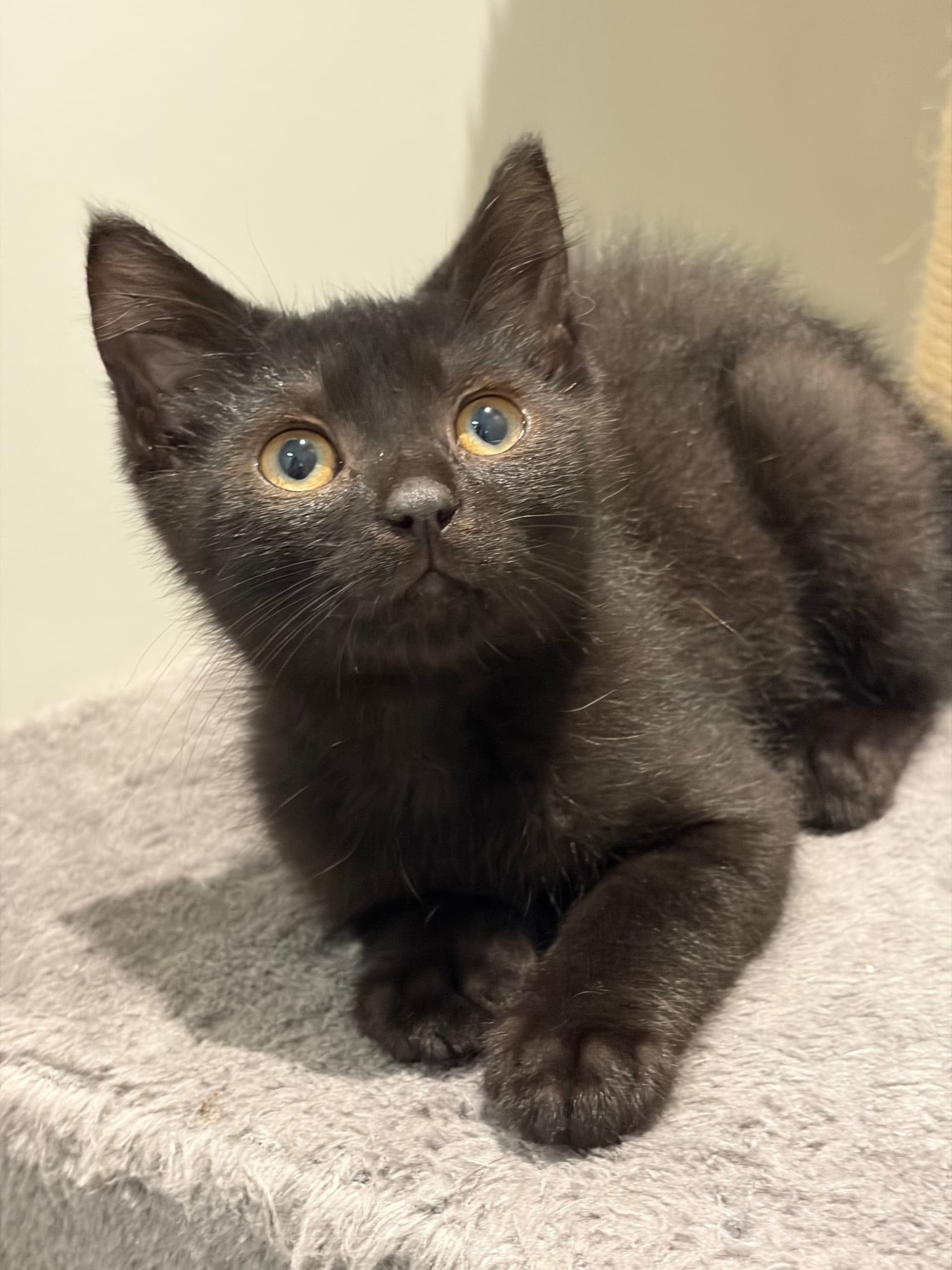 Loki