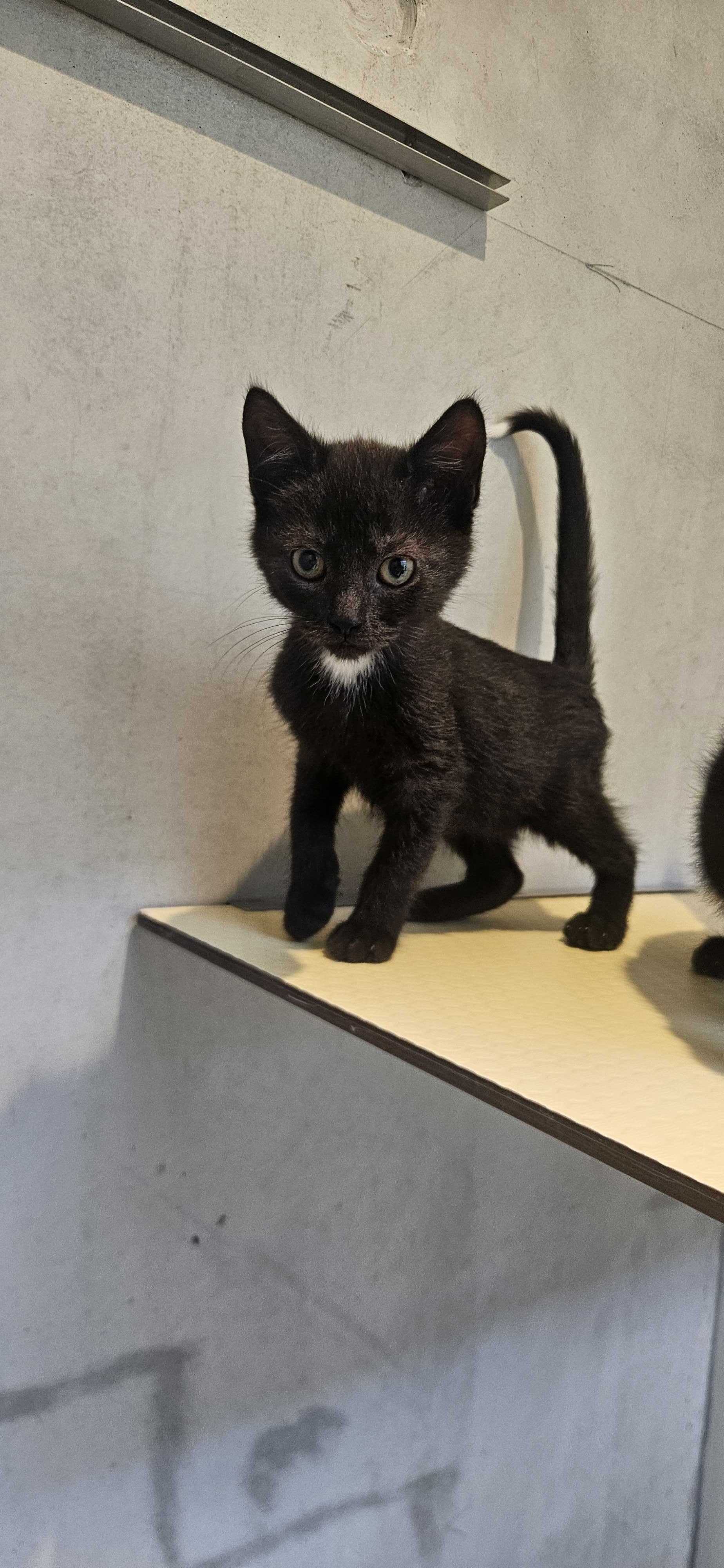 Oreo