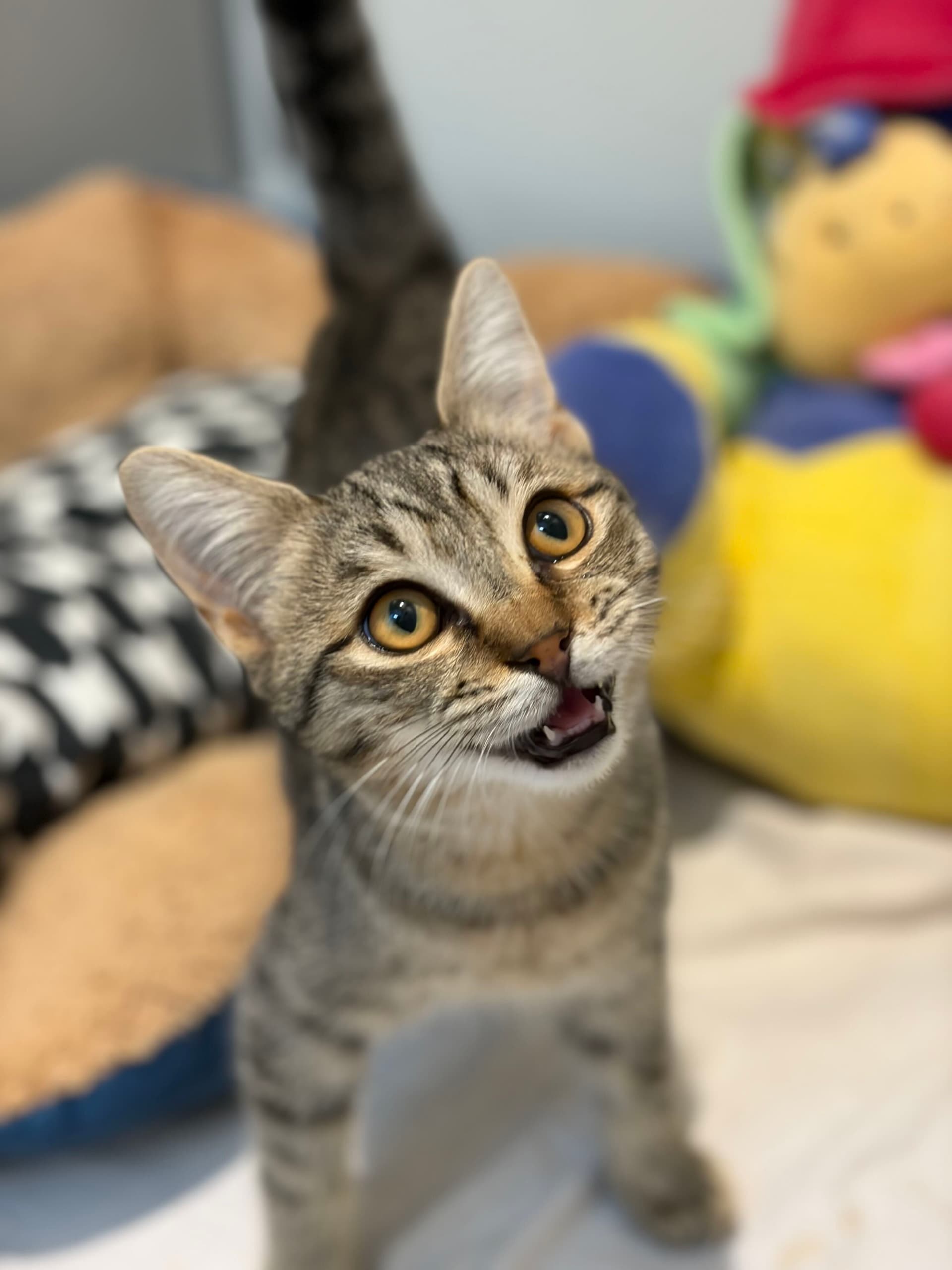 Rudi