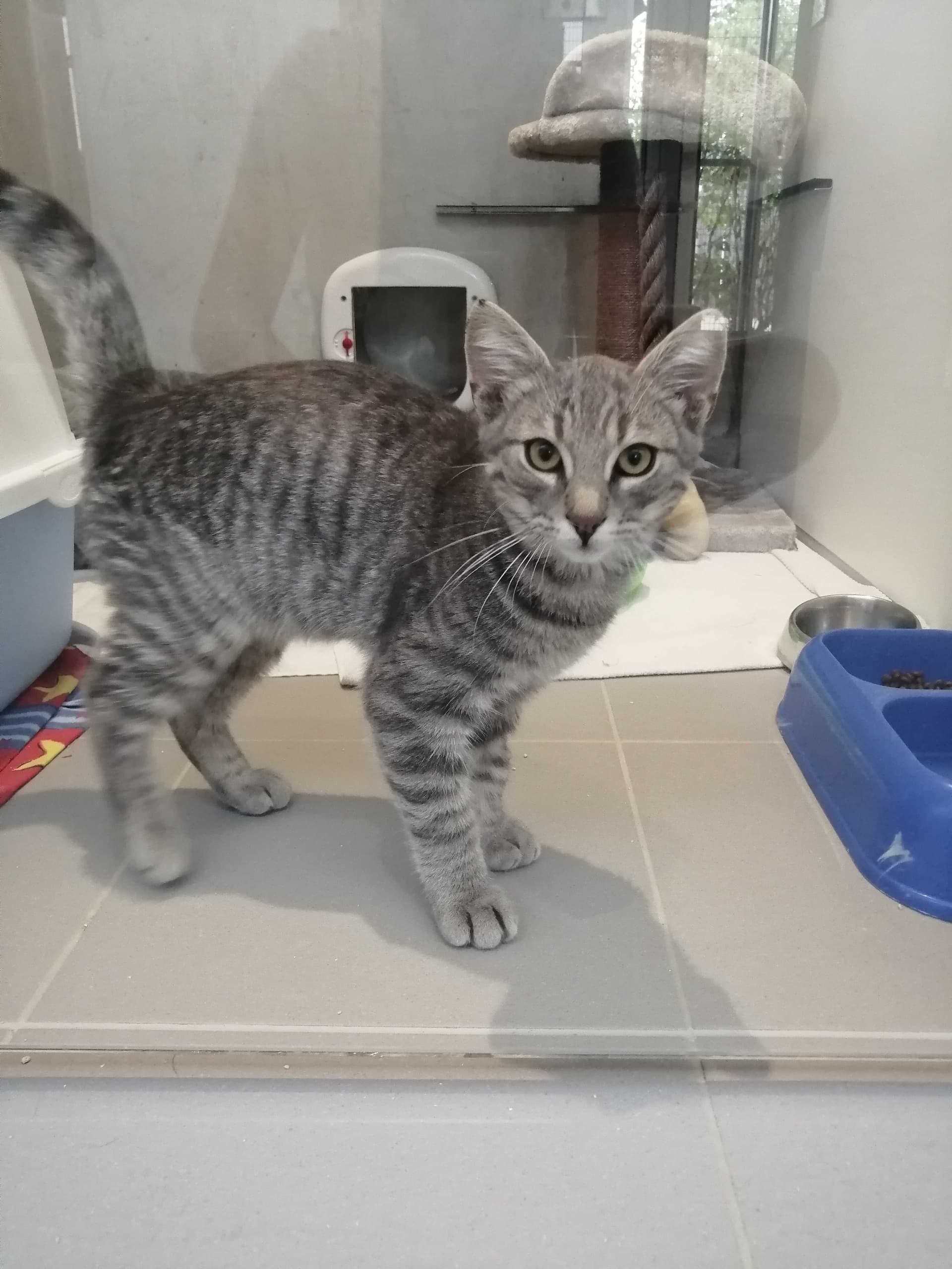 Oli