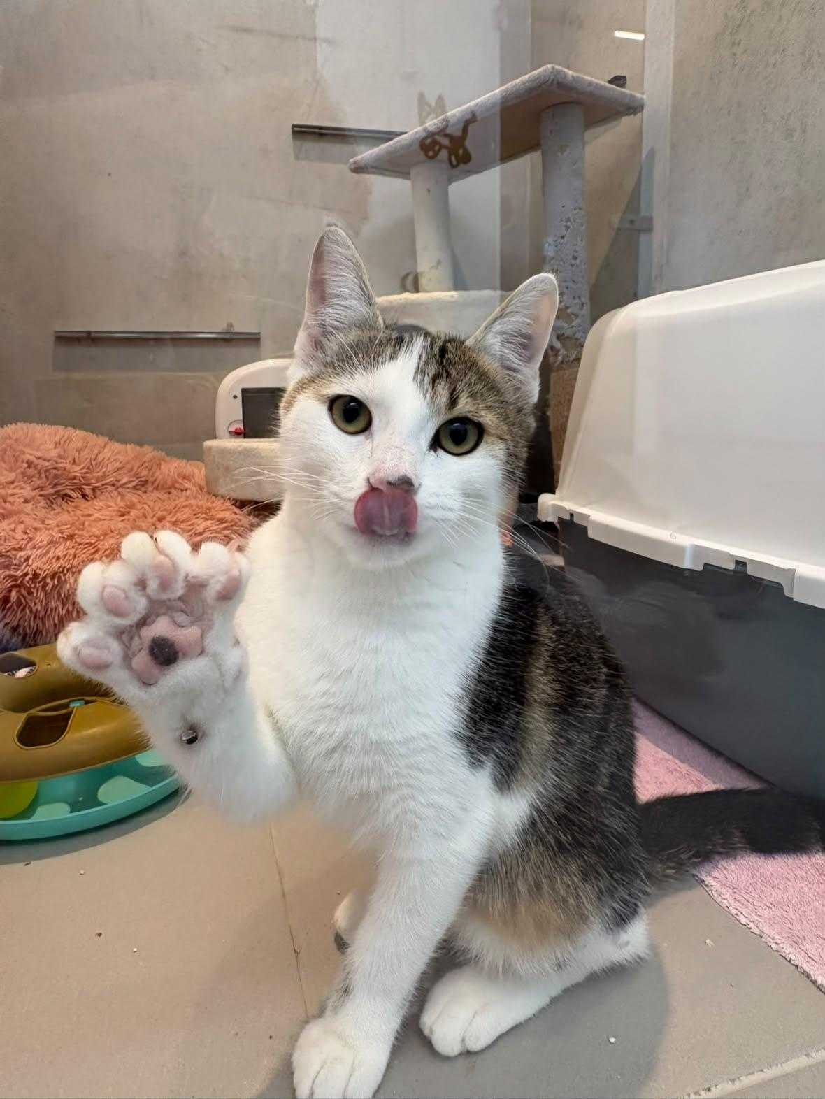 Dario