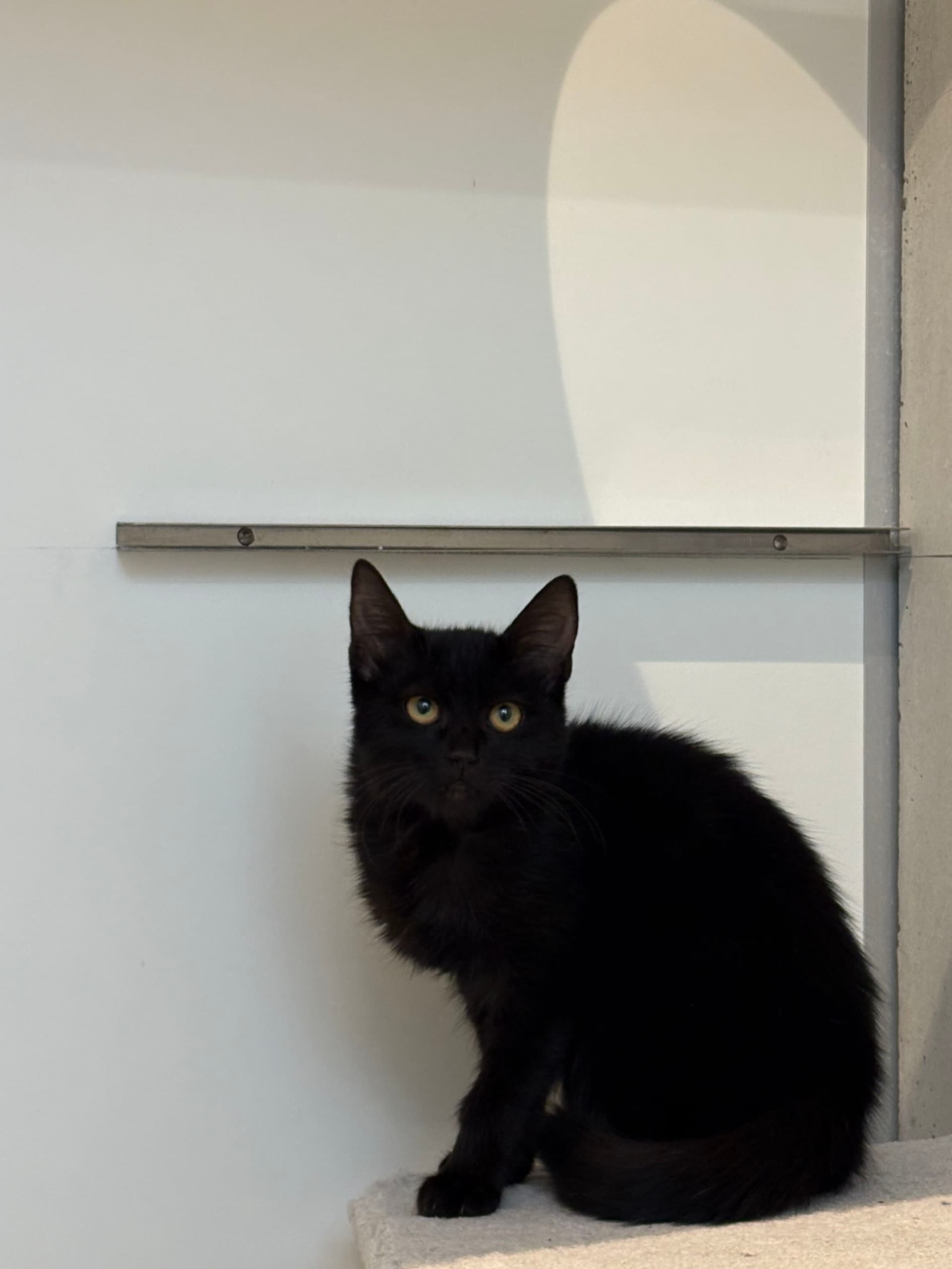 Loki