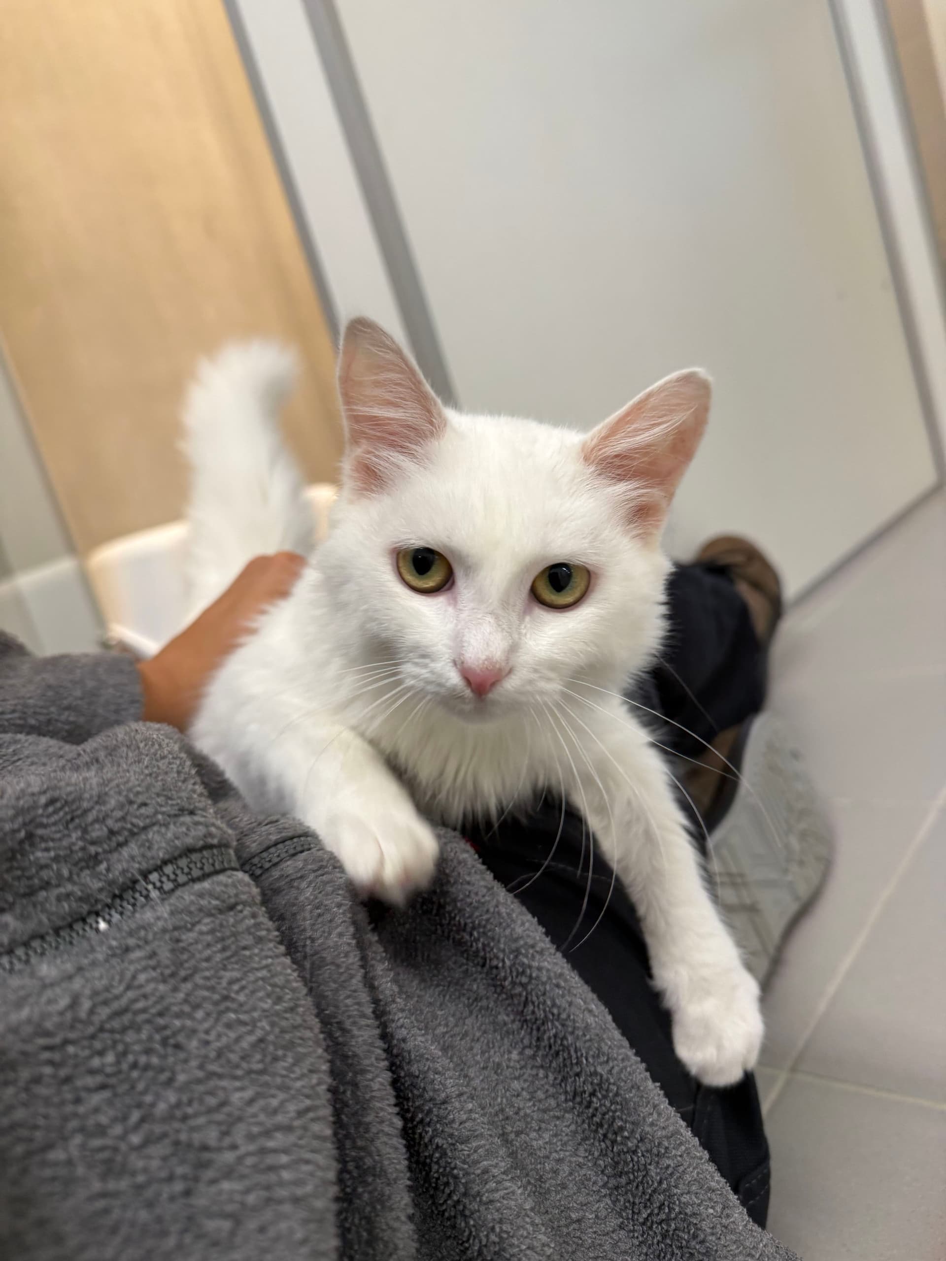 Yuki